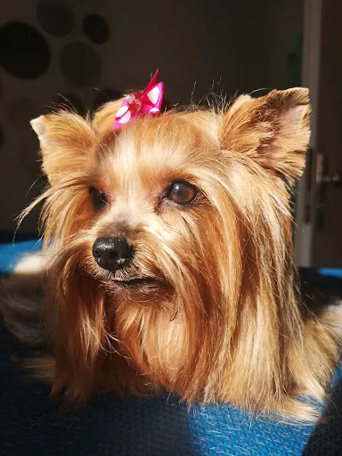 Fryzjer dla Pieska - Aleksandra Żakowicz